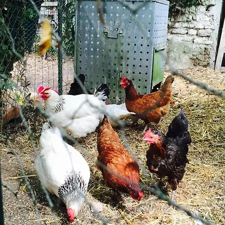 La Vendange Family * Gibourne