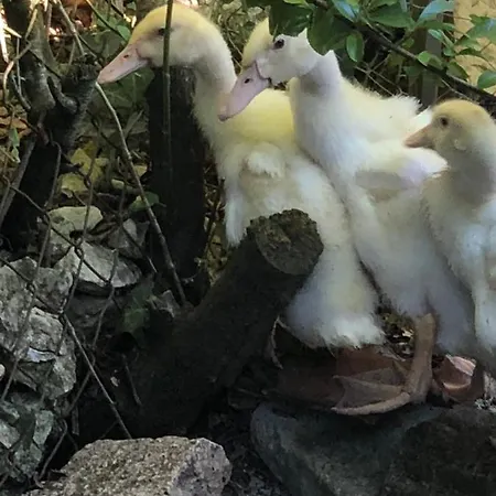 La Vendange Family בית נופש