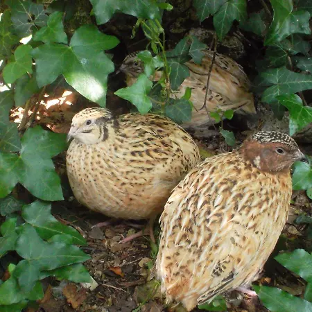 La Vendange Family * Gibourne