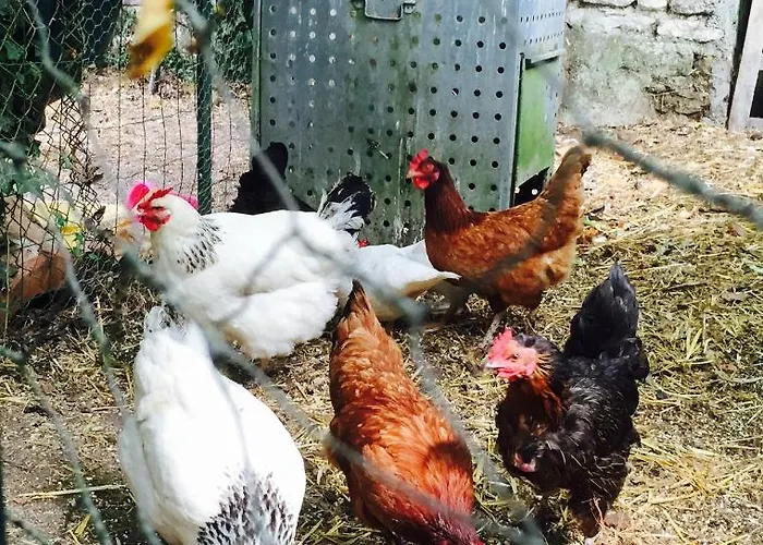 La Vendange Family * Gibourne