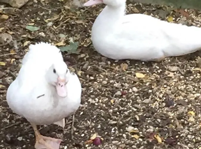 Hébergement de vacances La Vendange Family *