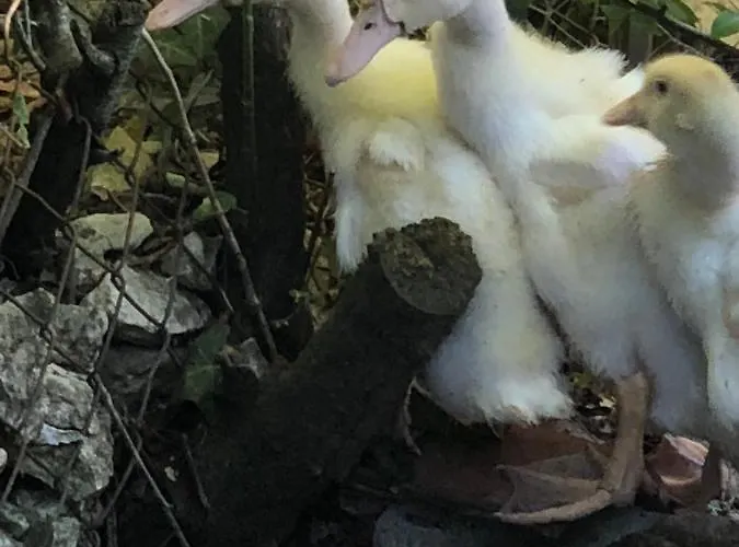 La Vendange Family Hébergement de vacances