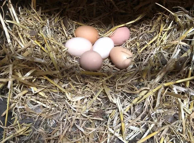 La Vendange Family Hébergement de vacances *