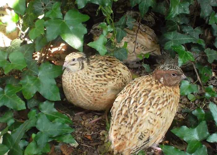 La Vendange Family * Gibourne